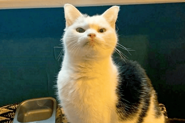 Britain’s most unwanted cat who can’t meow and is toothless has finally found her forever home in time for Xmas.