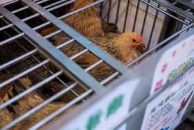 A 56-year-old woman from the Guangdong province in China is the first recorded human casualty from the H3N8 bird flu.