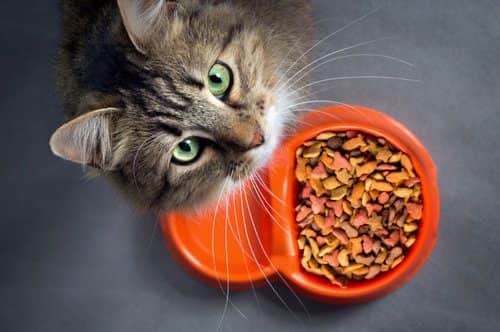 Tesco has announced it will no longer stock Mars pet food brands Whiskas, Dreamies and Pedigree (Adobe)