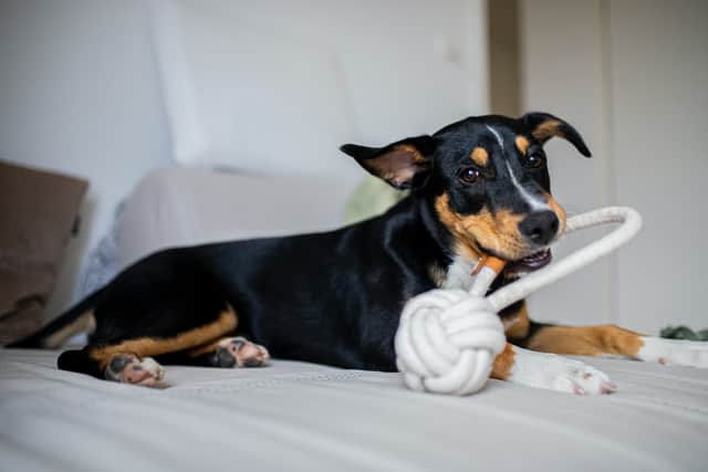 Enrichment toys and games will keep your dog busy (photo: Caspar Camille Rubin on Unsplash)