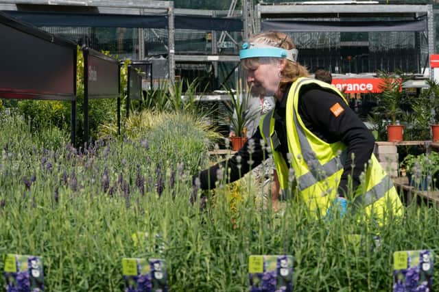 Rare plants worth thousands being sold for £10 in Lidl and B&Q
