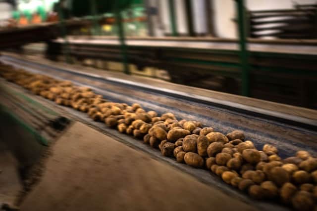 Brexit, floods and Covid could lead to shortages of chips and roast potatoes in UK (Photo: MARTIN BUREAU/AFP via Getty Images)