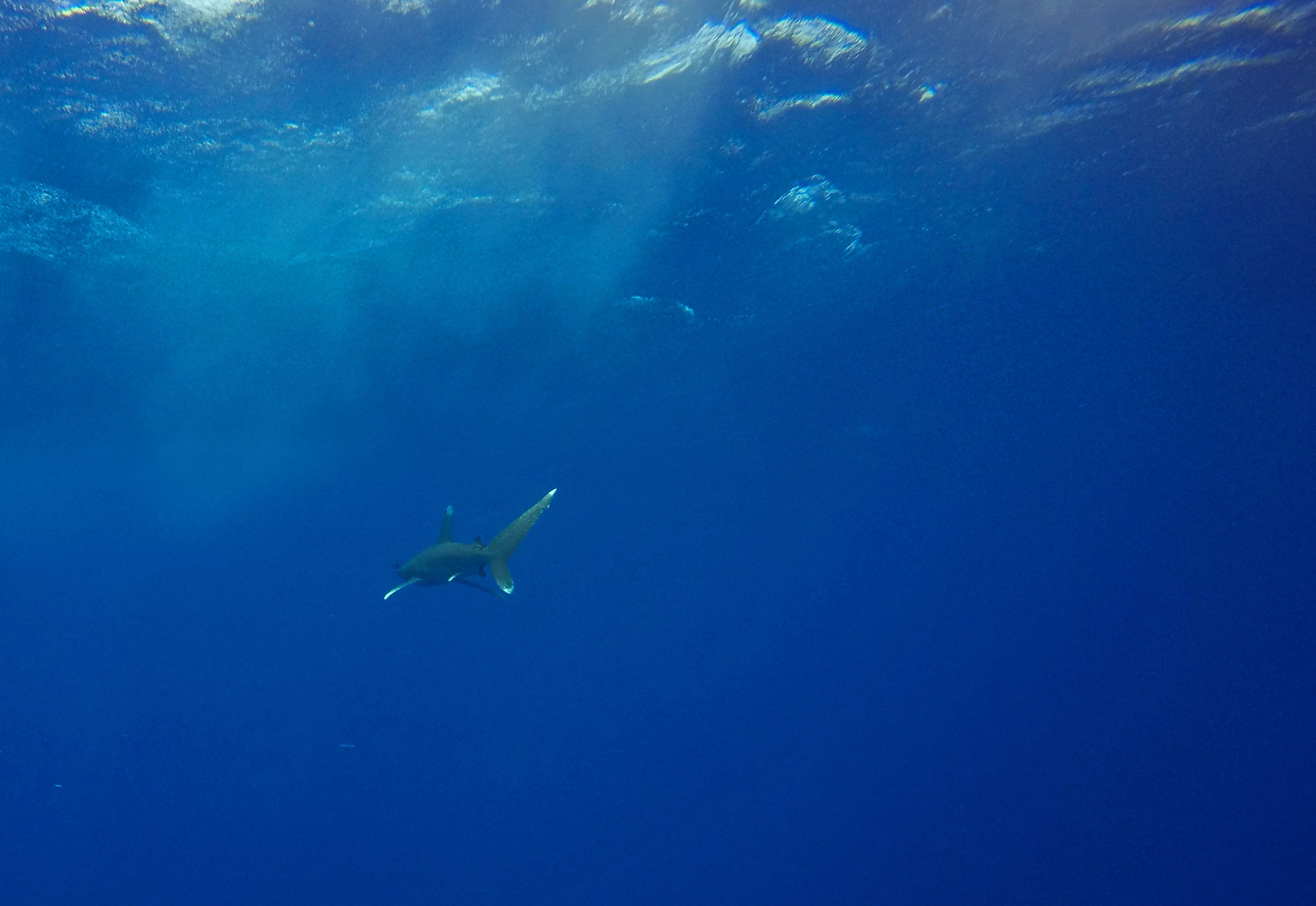 A tourist has died after being mauled by a shark in Egypt