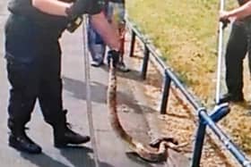 This is the moment shocked police officers encountered a massive boa constrictor in the middle of a busy road in Birmingham.  
