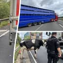 Cows on M6 cause chaos as drivers left in 3-mile long traffic jam