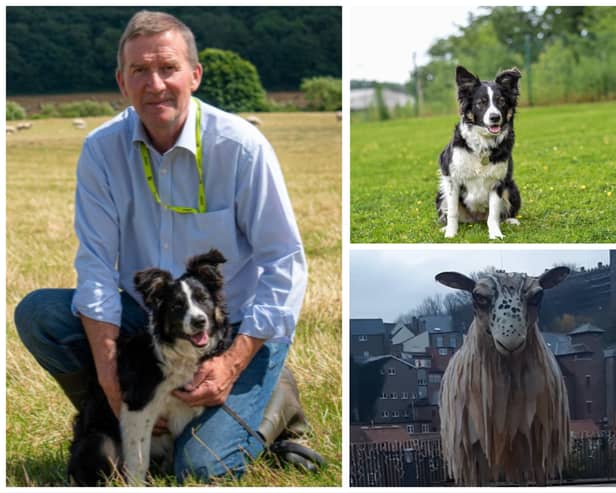 Daisy the sheepdog made her own headlines.