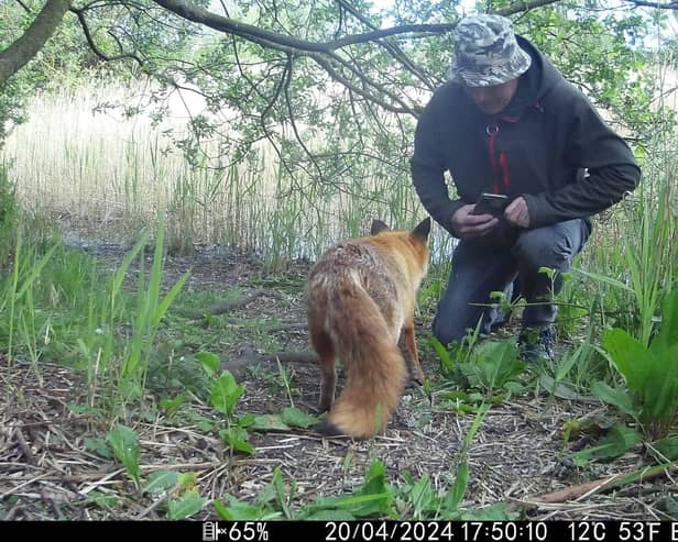 Video grab of Bob Dunlop's interaction with a friendly fox  near his home in Littleport, Cambs. 