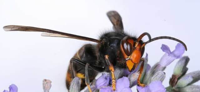 Asian hornets are smaller than native hornets, but deadly to our bees and other pollinators (Photo: Wildlife and Countryside Link/PA Wire)