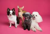 Research suggests that eight out of 10 dogs find it hard to be left on their own. 