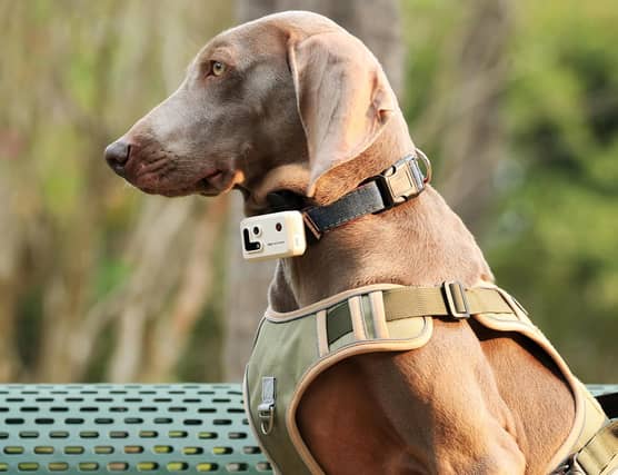 The Rola PetTracker clamps to a collar and connects to your smartphone