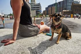 The 7 second rule all dog owners should know before walking in the heat.