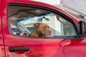 Leaving your dog alone in the car can be dangerous or even deadly.