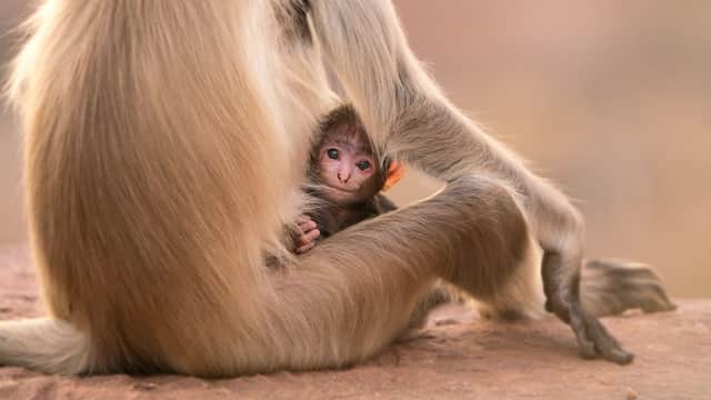 A Hanuman Langur infant is groomed by his mother in Jodphur, India