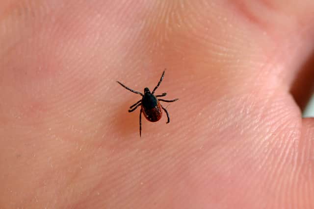 Latest reports show there was more than 1,500 cases of Lyme disease in 2024.