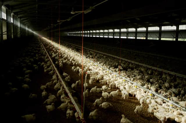 One child foresaw the rise of battery farming when asked in 1966 to predict what life would be like in the year 2000