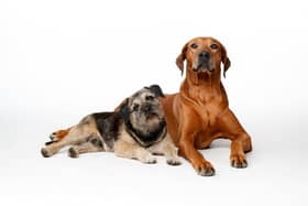 Pet custody is becoming an increasingly common issue in modern relationships.