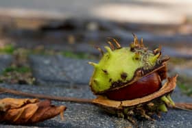 Conkers can cause your dog to become unwell within hours. 
