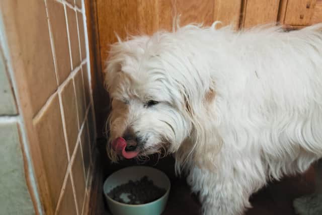 Even Rupert was polishing off meals in one sitting after adding a bit of raw food - something he's never done before