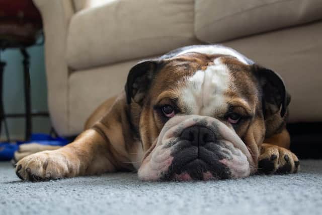 Dogs can struggle with separation anxiety after the school holidays end.