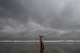 Dog owners are being asked to weigh up the risks of walking their dog during Storm Amy. 