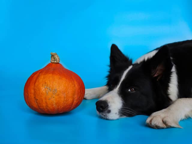 Our dogs can also enjoy pumpkin this autumn - this is how to introduce it into their diet safely.