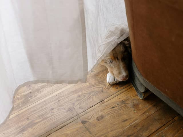 Fireworks can be frightening for your pets.