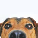 A leading pet charity has warned dog owners how to spot signs of stress.