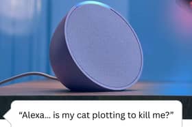 We really do ask Alexa some odd things