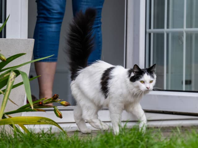 Pet’s roaming antics haven’t gone unnoticed by their owners