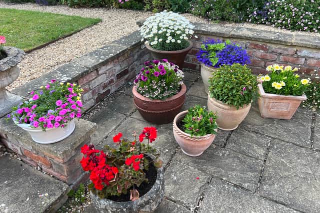 Colourful arrangement of Patio Pots