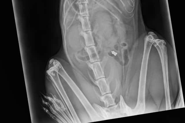 The x-ray confirmed Mochi was hit with a pellet