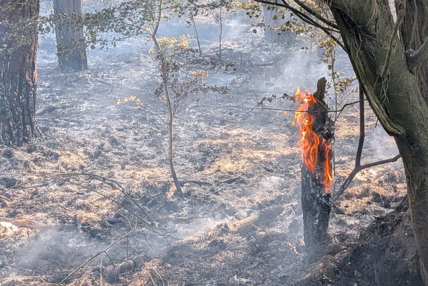 Fire Service warning after wildfire breaks out in Kettering woodland