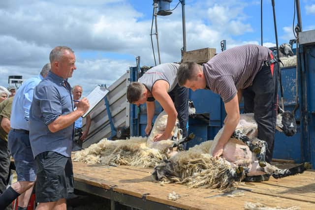 Sheep sheering competition