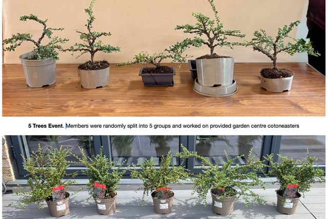 5 trees event produced bonsai from garden centre material