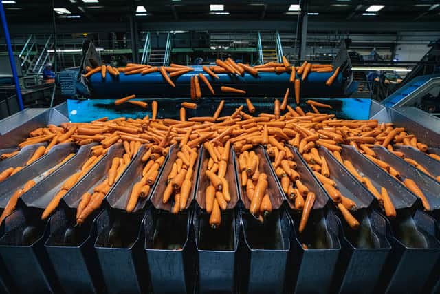 Carrots being prepared in a packhouse