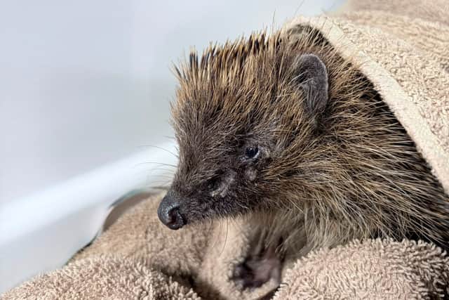Deanshanger Hedgehog Rescue 