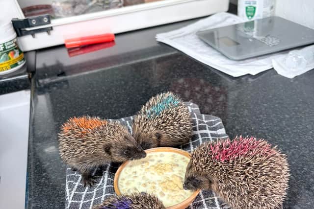 Deanshanger Hedgehog Rescue 