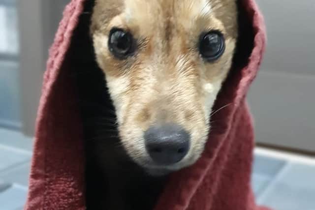 Foxy in the rescue centre