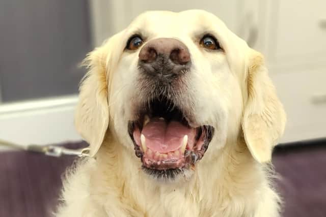 PAT Dogs bring great joy and benefit to the residents of Elm Bank Care Home.