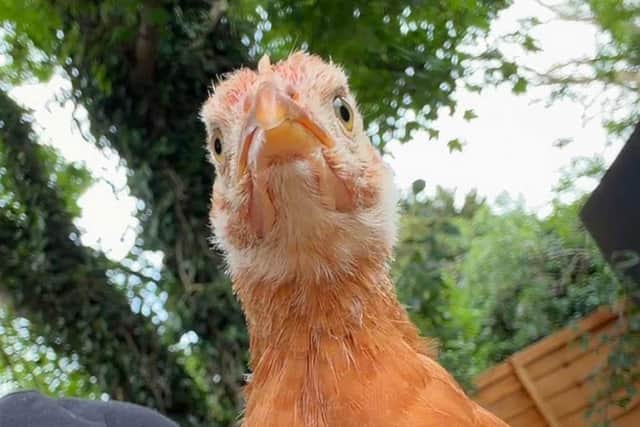 Chicken Licken