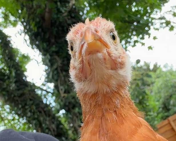 Chicken Licken