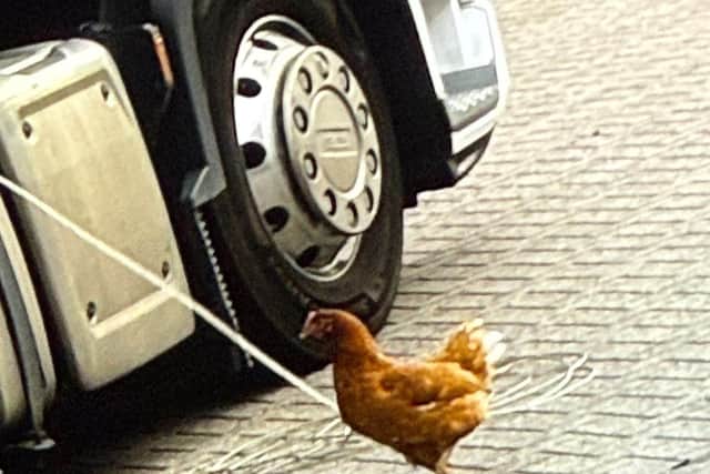 The chicken was found at Lodge Farm Industrial Estate