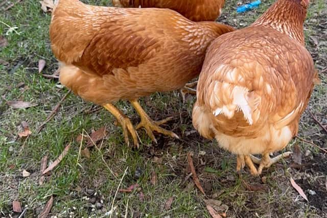 Chicken Licken is now back home with her siblings