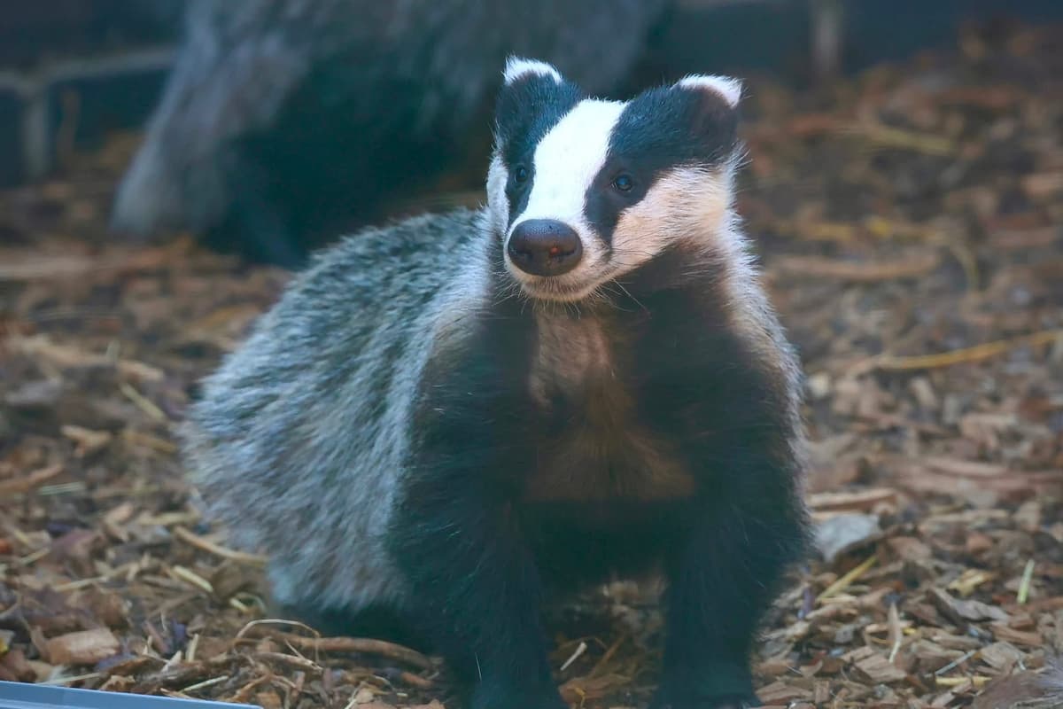 Orphaned badgers given a second chance at new Northamptonshire release ...