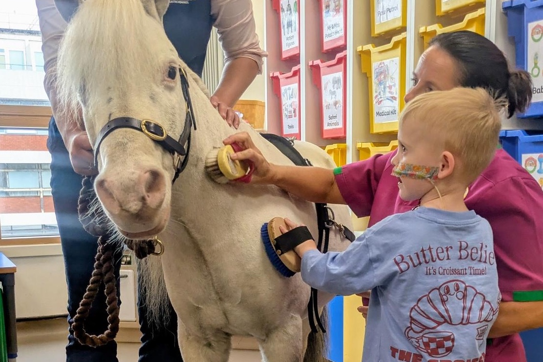Miniature therapy ponies brighten the day of poorly children