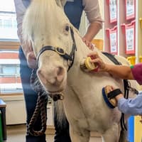 Miniature therapy ponies from Northampton brighten the day of poorly children in hospital
