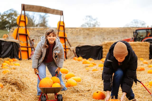 Pumpkin patch with estate-grown pumpkins