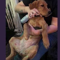 Man and puppy need treatment after being attacked by two dogs at Northampton Racecourse