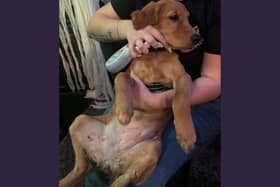 Honey was rushed to the emergency vets