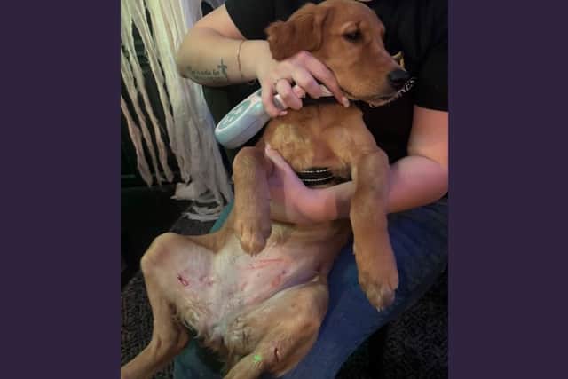 Honey was rushed to the emergency vets